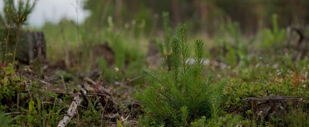 Close-up of a young evergreen plant amidst a forest clearing with natural background.