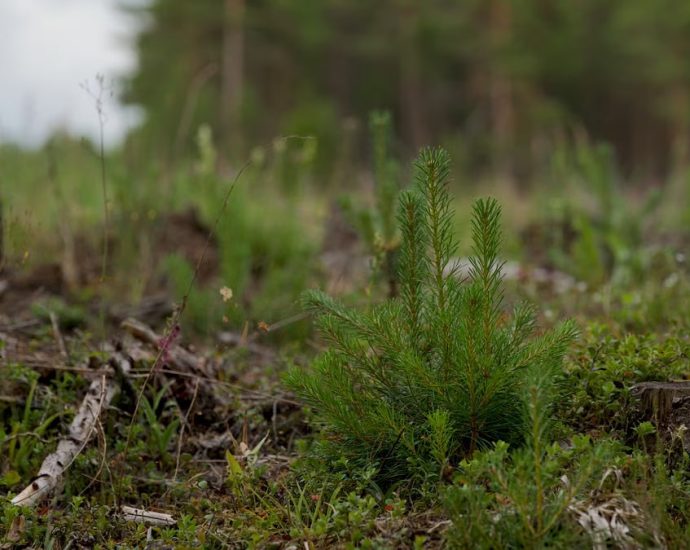 Close-up of a young evergreen plant amidst a forest clearing with natural background.